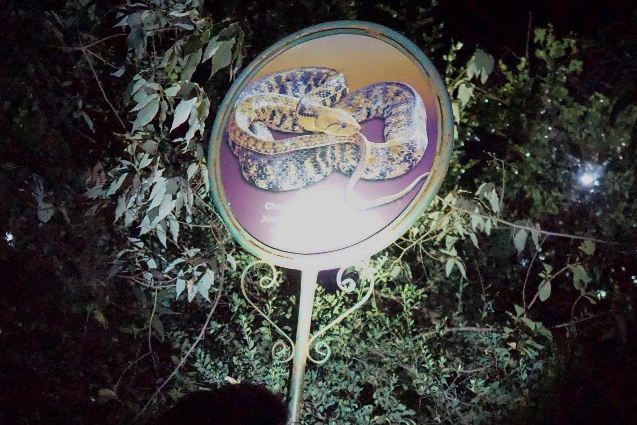 Snake Sign board - Rajgad