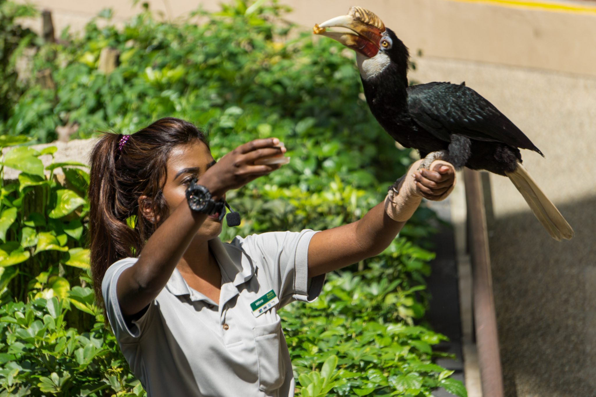 Trained Great Hornbill