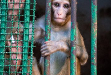 abad zoo -monkey3 (3)-01206397369996187771..jpg