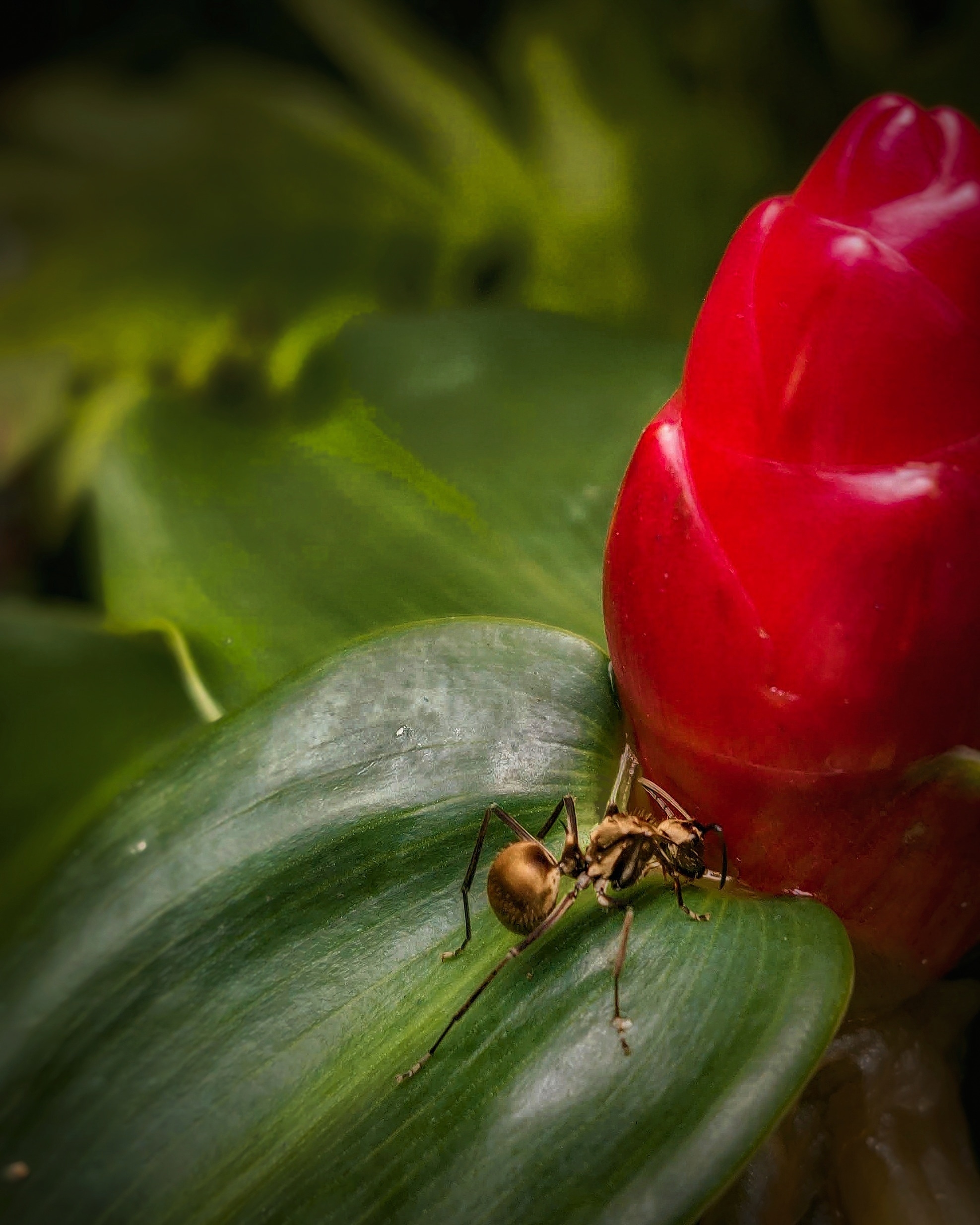 The Power of Ants